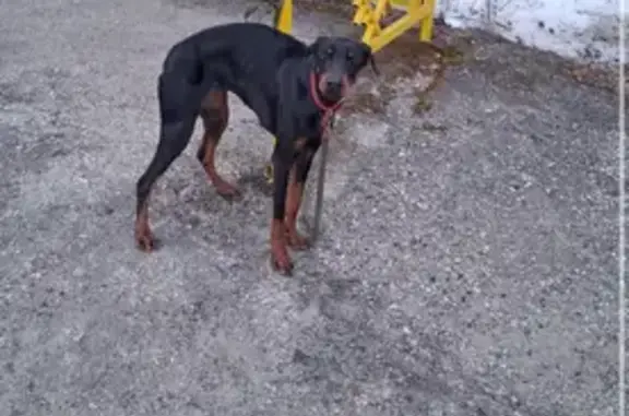 Найдена собака, Емва, фото: Найдена собака, улица Дзержинского, 82, Емва - худой доберман
