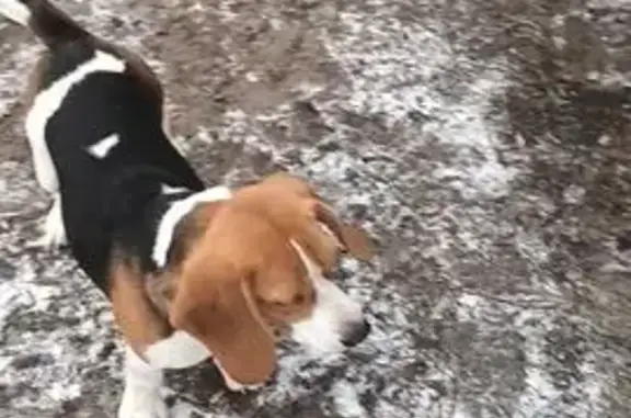 Пропала собака, Сергиевское сельское поселение, Сергиевское - трёхцветная бигль - photo