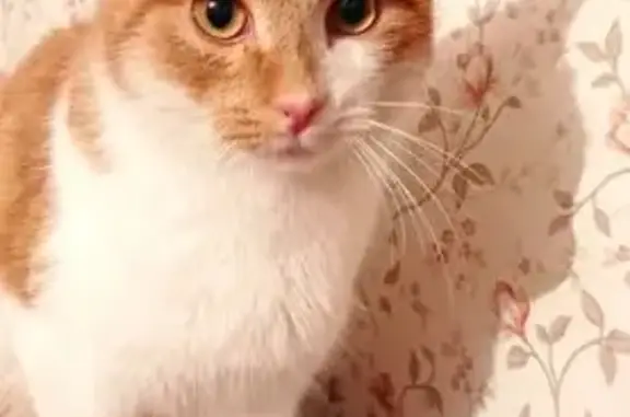 Пропала кошка, улица Декабристов, 33, Кушва - photo