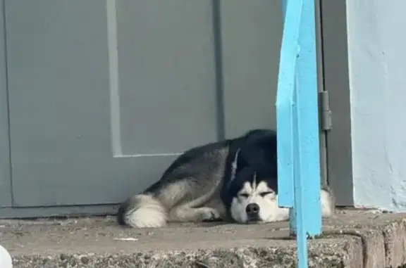 Найдена собака, Ижевск, фото: Найдена собака, улица Оружейника Драгунова, 80, городской округ Ижевск