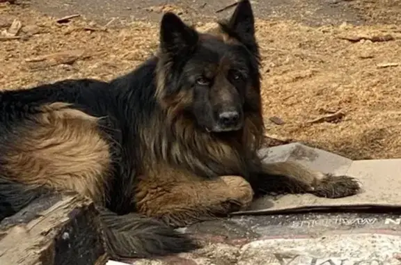 Найдена собака, Уфа, фото: Найден собака, Центральная улица, Уфа - ухоженная овчарка