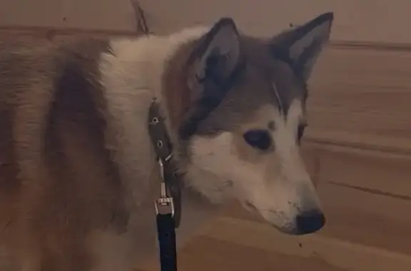 Найдена собака, Луховицы, фото: Найден собака, улица Куйбышева, Луховицы - западно-сибирская лайка или метис