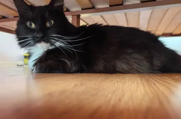 Найдена кошка, Санкт-Петербург, фото: Найдена кошка, Вербная улица, 20/2, Санкт-Петербург - молодая, возраст 2-3 года