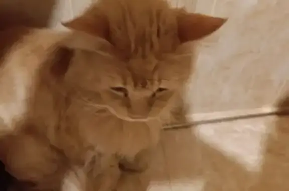 Найдена кошка, Анапа, фото: Найден кот, улица 40 лет Победы, 1Б, Анапа - мейн-кун персикового окраса