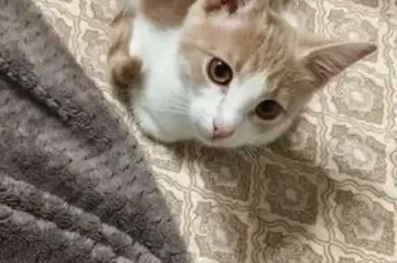 Найдена кошка, Тамбов, фото: Найдена кошка, улица Сенько, 25, городской округ Тамбов - активный и ласковый подросток