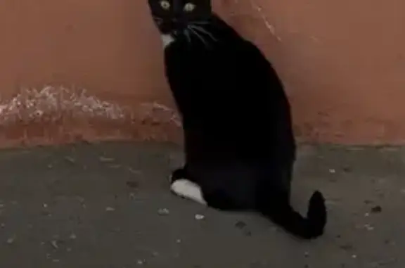 Найдена кошка, Медведево, фото: Найден кот, Комсомольская улица, 32, Медведево - черный с белыми лапками