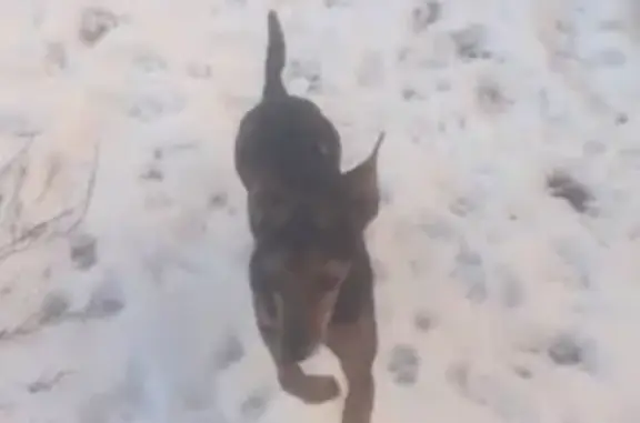 Пропала собака Мальчик, Парфентьево (rl1158723) - photo