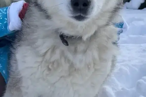 Пропала собака, Коллективная улица, 52, Курск - photo