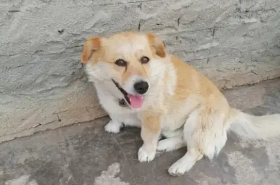 Пропала собака, Славянская улица, Весенний - photo