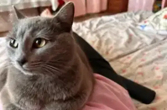 Пропала кошка Девочка, Москва (rl1158729) - photo