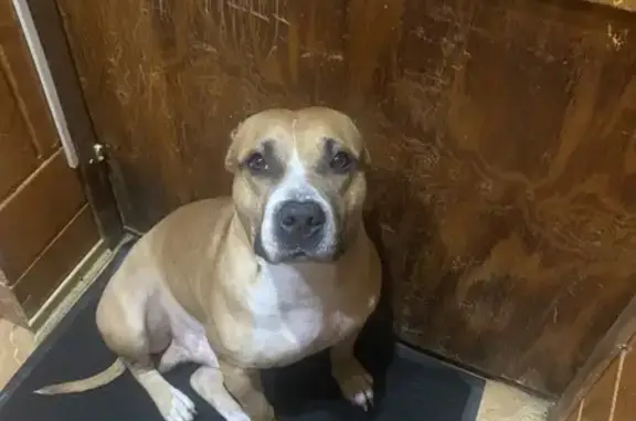 Пропала собака, Брестская улица, 13, Челябинск - photo