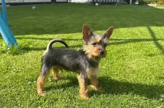 Пропала собака, 1-я Окружная улица, Клин - photo