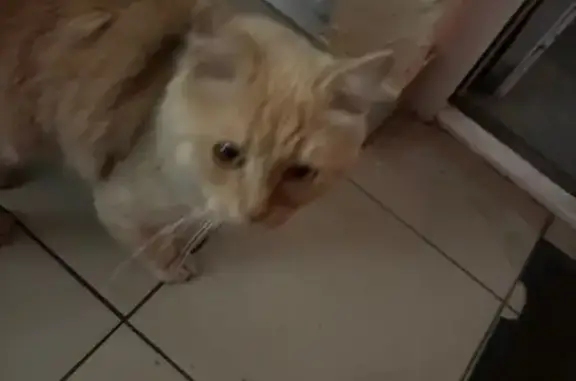 Найдена кошка, Ливны, фото: Найдена кошка, улица Кирова, 1, городской округ Ливны