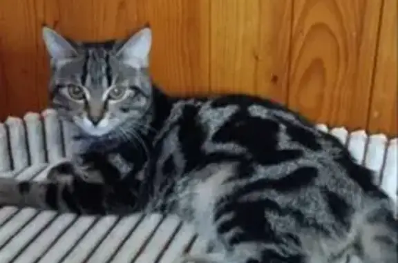 Пропала кошка, улица Ленина, Жуков - photo