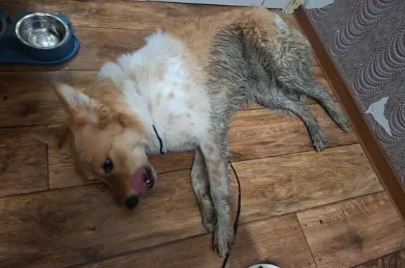 Найдена собака, Екатеринбург, фото: Найдена собака, Верх-Исетский бульвар, Екатеринбург - бело-рыжий окрас