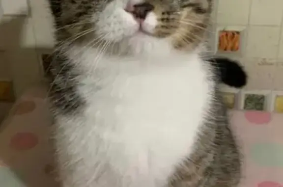 Пропала кошка, проспект Победы, 157/2, Оренбург - photo