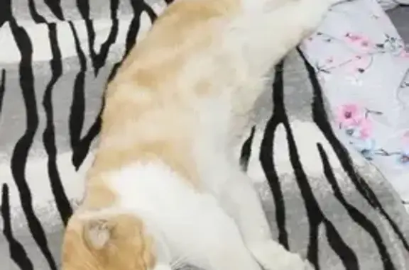 Пропала кошка, улица Войкова, 1А, городской округ Новочеркасск - безхвостый - photo