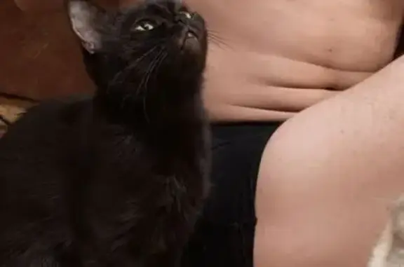 Кошки потеряшки, Оренбург, фото: Потеряшка кошка, Пролетарская улица, 310А, Оренбург