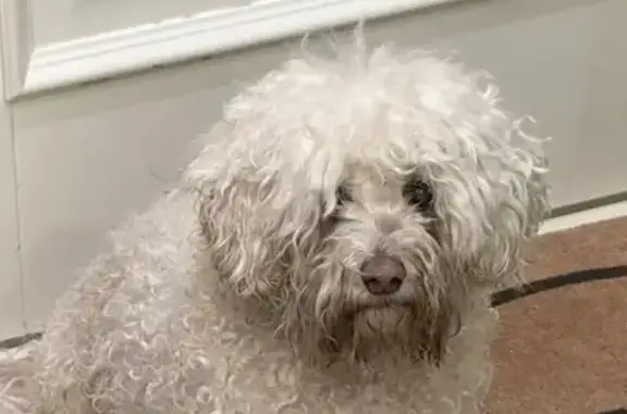 Найдена собака, Усово-Тупик, фото: Найдена собака, девочка, Усово-Тупик, Московская область - похожа на Бишона