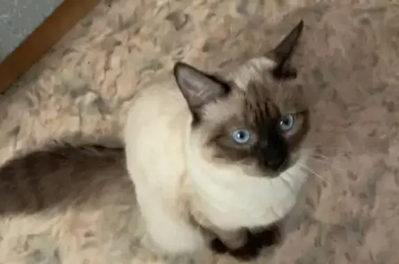 Пропала кошка, улица Чкалова, городской округ Котельнич - photo