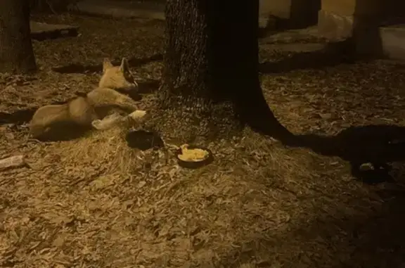 Найдена собака, Лобня, фото: Найдена собака, Краснополянская улица, 31, Лобня - ухоженная и спокойная