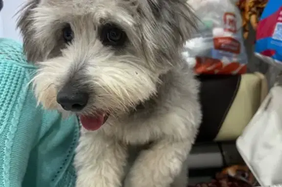 Пропала собака, улица Авиации, 10, Семёновка - photo