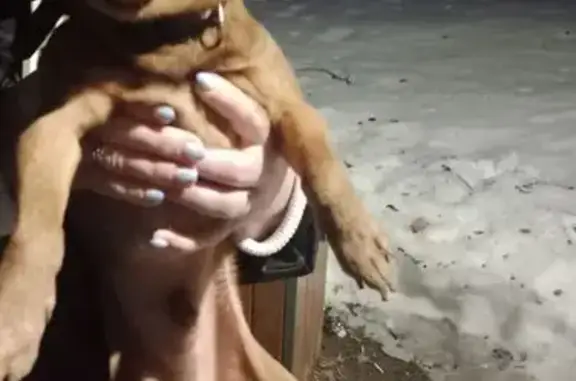 Найдена собака, Подольск, фото: Найден собака, улица Победы, Подольск - рыжий с одним слепым глазом