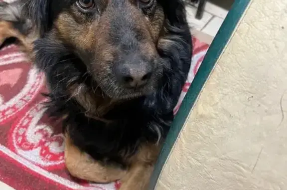 Найдена собака, Денежниково, фото: Найден собака, 46К-5260, Денежниково - чёрный с рыжим окрас