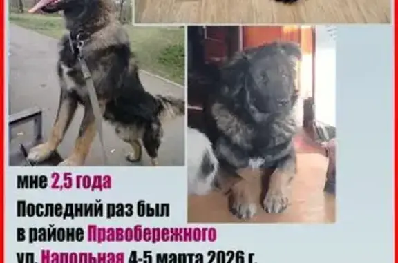 Пропал собака, Напольная улица, 54, Иркутск - помесь кавказской и немецкой овчарки - photo