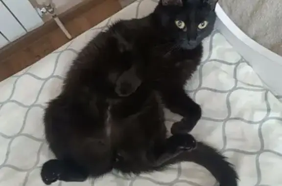 Пропала кошка, Солнечный бульвар, 18, Чебоксары - photo