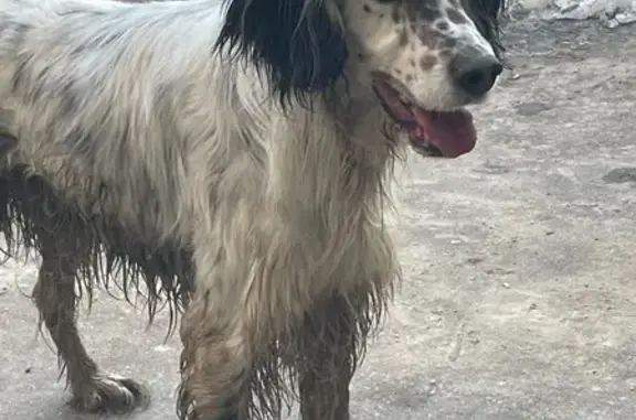 Найдена собака, Костинка, фото: Найден пёс, сельское поселение Деревня Верховье, Костинка - без ошейника, грязный и голодный
