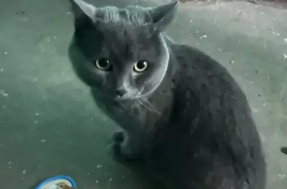 Найдена кошка, Киров, фото: Найден кот, улица Павла Корчагина, 223 к1, Киров - напуган и ждет хозяев