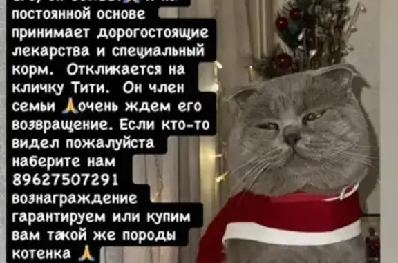 Кошки потеряшки, Владикавказ, фото: Потеряшка кот, Владикавказ, Северная Осетия — Алания - серый короткошерстный британец