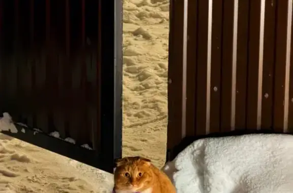 Пропал кот, Российская улица, 31, Малково - рыжий вислоухий с фиолетовым ошейником - photo