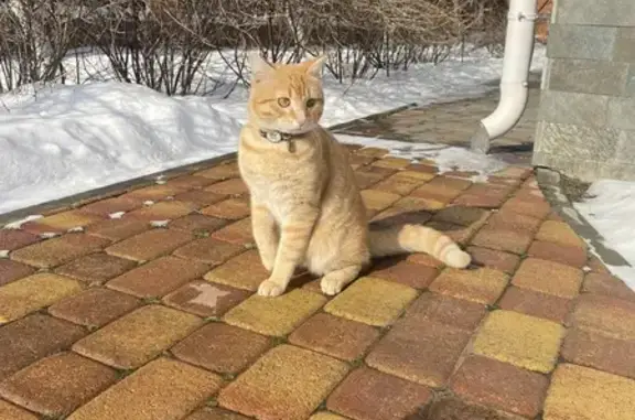 Кошки потеряшки, Казань, фото: Потеряшка кошка, Чернопрудная улица, Казань - рыжий кот с желтыми глазами