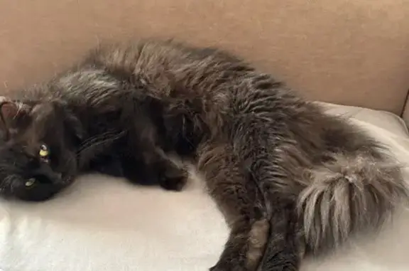 Найдена кошка, Пенза, фото: Найден кот, улица Суворова, городской округ Пенза - черный, пушистый