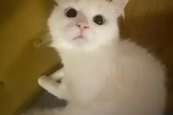 Пропала кошка, 15-я Парковая улица, 23, Москва - один глаз голубой, другой коричневый - photo