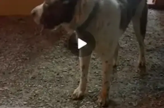 Найдена собака, Волгоград, фото: Найден собака, Высокая улица, 18Б, Волгоград - белый алабай с коричневыми пятнами