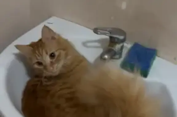 Кошки потеряшки, Новочеркасск, фото: Потеряшка кошка, улица Петрова, 27/1, Новочеркасск - рыжая с белым кончиком хвоста