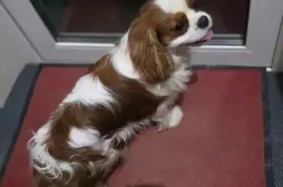 Найдена собака, Смоленск, фото: Найден собака, улица Пржевальского, Смоленск - добрый и ласковый