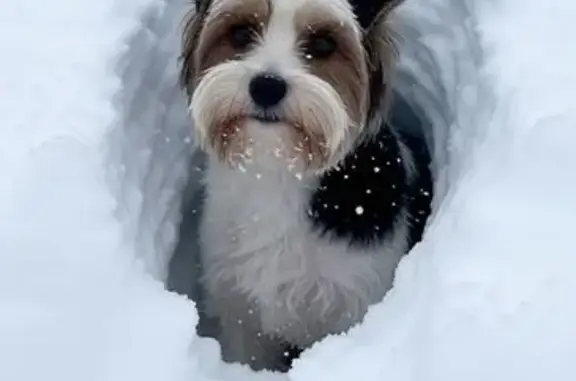 Найденные животные Самара, фото: Найдена собака с белым окрасом и чёрными пятнами, 6-я просека, 149, Самара