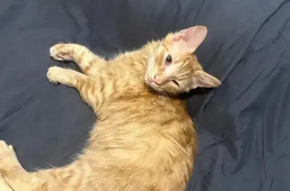 Пропала кошка, улица Петрова, 27/1, городской округ Новочеркасск - рыжая, откликается на имя Мурка - photo