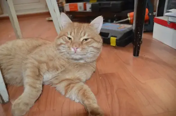 Пропала кошка, улица Терешковой, 2, Камышин - светло рыжий, левое ухо порвано - photo