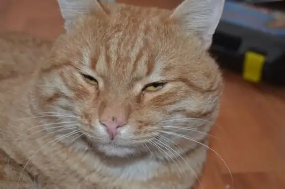 Пропал кот, улица Терешковой, 2, Камышин - светло рыжий с полосатым хвостом - photo