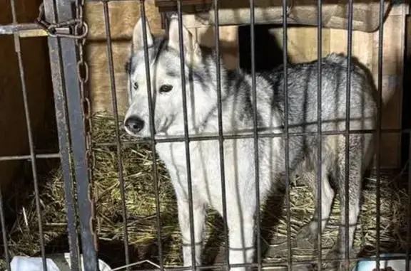 Объявления о пропавших и найденных животных, Чебоксары, фото: Найдена собака, Базовый проезд, 4Б, Чебоксары - мальчик хаски с зеленым ошейником