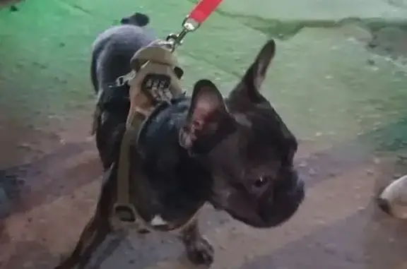 Найдена собака, Москва, фото: Найден кобель, Осенний бульвар, Москва - тигровый окрас