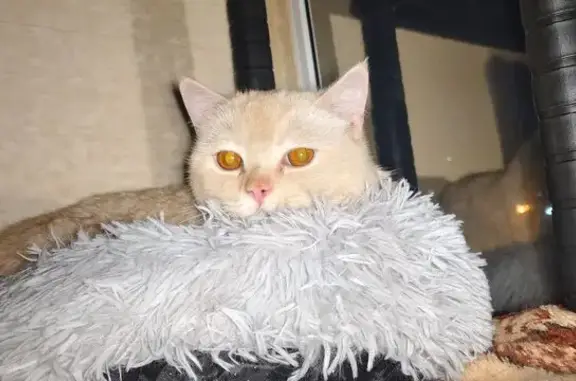 Найдена кошка, Новомосковск, фото: Найден кот, Московская улица, 13А, Новомосковск - шотландец или британец