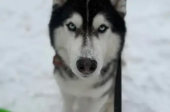 Пропал собака, улица Амундсена, Екатеринбург - хаски с голубыми глазами - photo