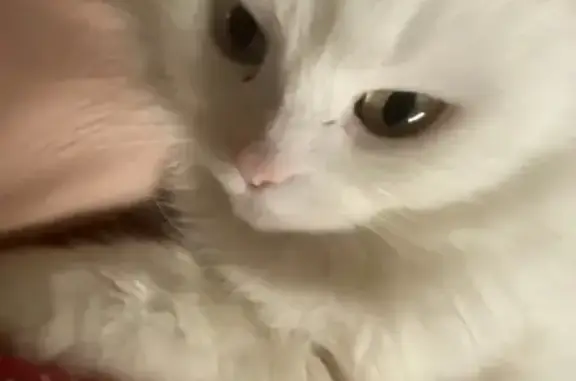 Пропала кошка, 15-я Парковая улица, 23, Москва - разноцветные глаза - photo