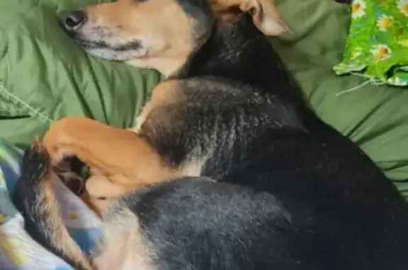 Собаки потеряшки, Вологда, фото: Потеряшка собака, женский пол, Советский проспект, Вологда - шрам на животе